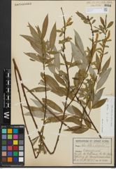 Foto von Salix alba subsp. alba L.
